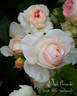 Blush Veranda ® rose photo