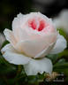 Blush Veranda ® rose photo