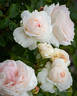 Blush Veranda ® rose photo