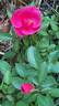 Chabadabada rose photo