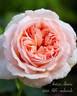 Antico Amore rose photo