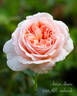 Antico Amore rose photo