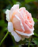 Antico Amore rose photo