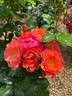 Secret Smile rose photo