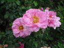 Cape Diamond™ rose photo