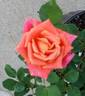 Old Country Charm rose photo