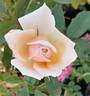 Ambiance ™ rose photo