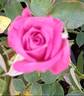 CIty of Torrance rose photo