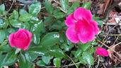 Chabadabada rose photo