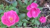 Chabadabada rose photo
