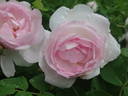 Antonia d'Ormois rose photo