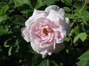 Antonia d'Ormois rose photo