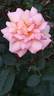 Belle du Seigneur ® rose photo