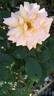 Belle du Seigneur ® rose photo