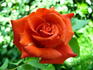 Rusticana, Cl. rose photo