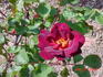 After Dark rose photo