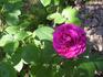 Désirée Fontaine rose photo