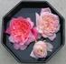 Duquesa rose photo