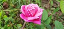 Comtesse Emmeline de Guigné rose photo