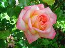 Laurent Voulzy rose photo