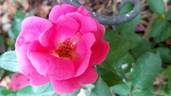 Chabadabada rose photo