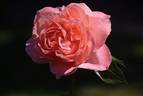 Sweet Fragrance rose photo