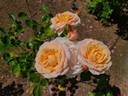Tamora rose photo
