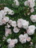 Fifi sur la volière rose photo