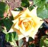 Ffion rose photo
