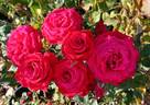 Tammy Clemons rose photo