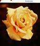 Barbara rose photo