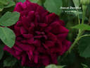 Avocat Duvivier rose photo