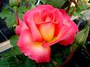 Michel Desjoyeaux ® rose photo