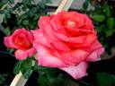 Michel Desjoyeaux ® rose photo