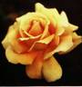 Barbara rose photo