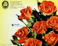 Zambra ® rose photo