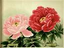 Iro-no-seki peony photo