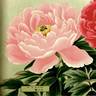 Iro-no-seki peony photo
