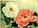 Akashi-gata peony photo