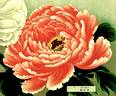 Akashi-gata peony photo