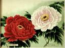 Asahi-minato peony photo