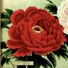 Asahi-minato peony photo