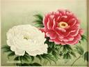 Beni-kamada peony photo