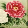 Beni-kamada peony photo