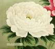 Suisho-haku 水晶 はく peony photo