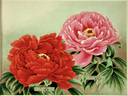 Tama-fuyo peony photo