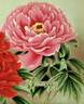 Tama-fuyo peony photo