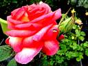 Michel Desjoyeaux ® rose photo