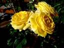 Inka rose photo