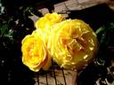Inka rose photo